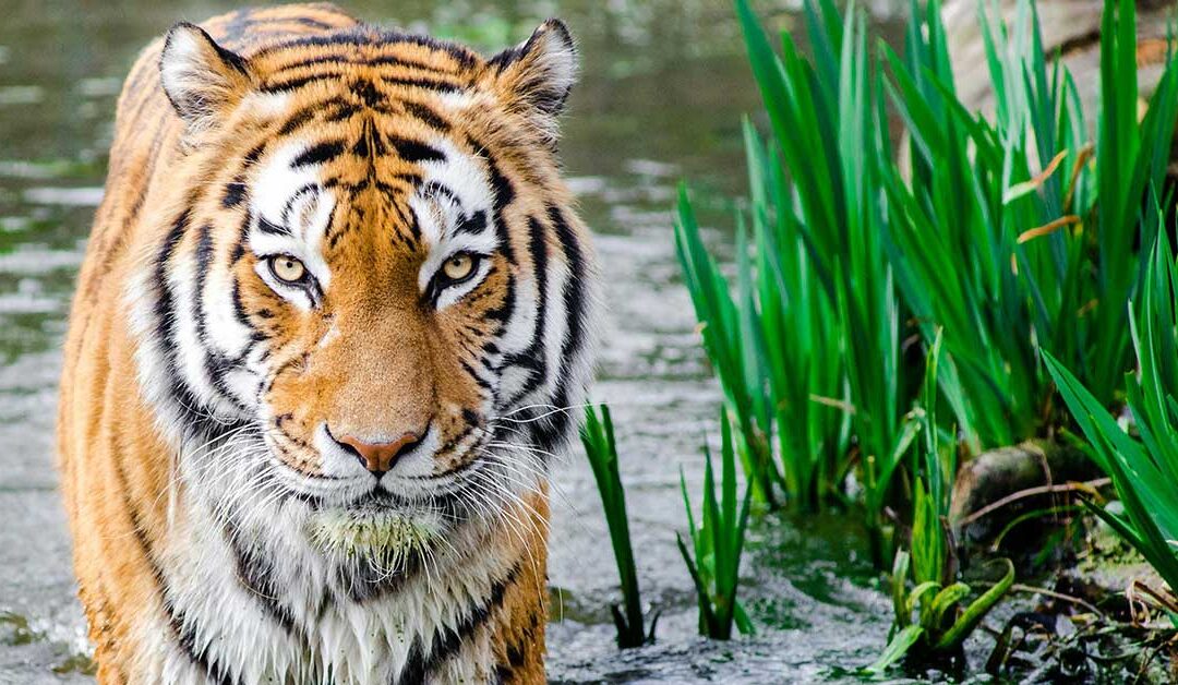 Embrace The Roar: What It Means To Be Fierce In Business