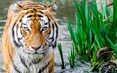 Embrace The Roar: What It Means To Be Fierce In Business